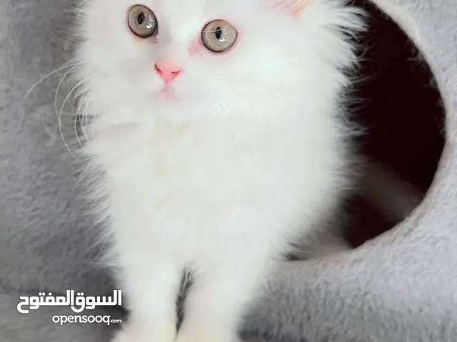 pure persian kitten with long hair
