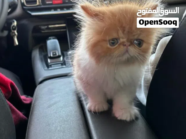 قط بيرشن سن شهرين التجمع الخامس متعود ع الليتر بوكس و اكل البيت