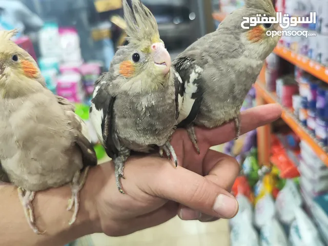 طيور كوكتيل عمر شهر زق يدوي اليفات جدا ، بداية فطام وباكلو لحالهم عز تعليمهم ، للاكل من اليد و الهدد
