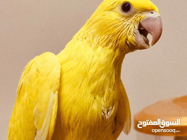 فراخ كوكتيل الزق يدوي دره طفرات كاسكو فراخ جواز