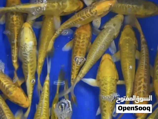 أسماك كوي زينة بألوان نادرة – أسعار جملة منافسة!