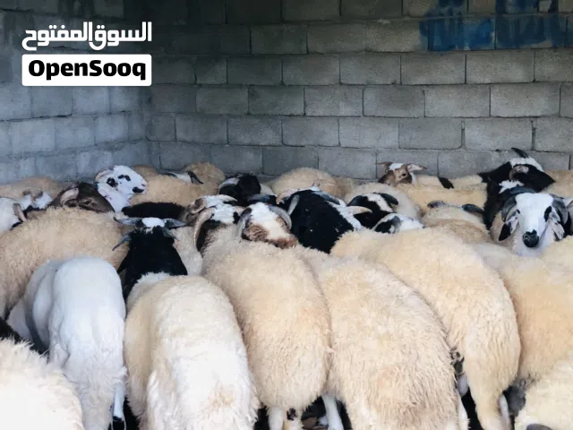 يوجد اضاحي عيد بطاقه كاش حواله