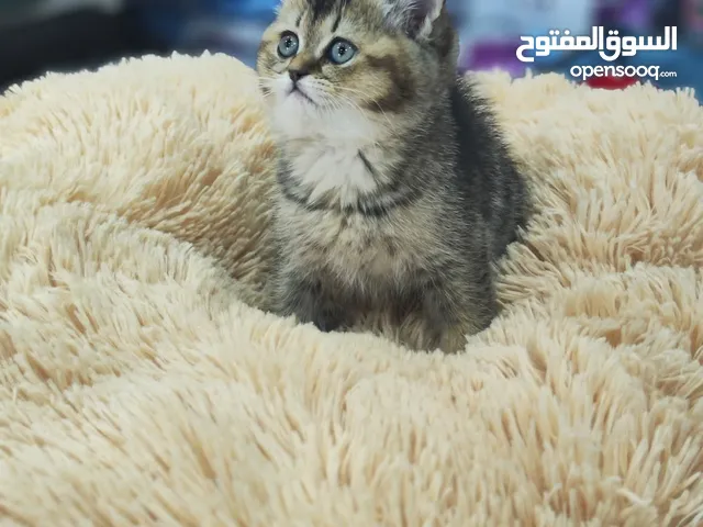 قط ذكر جولدن ny24