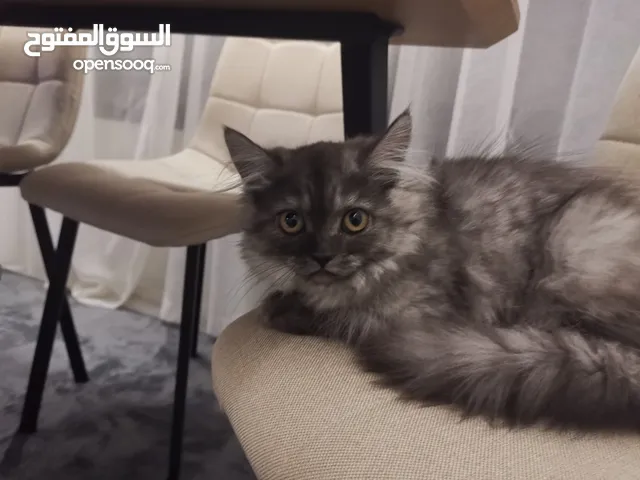 قطة شيرازي أنثى