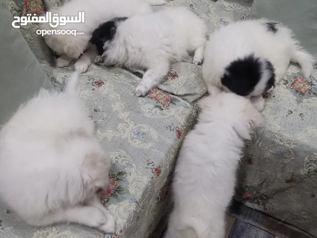 Japanese spitz puppies