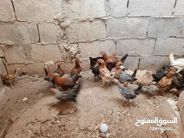 فرخات عمر 4 شهور صحه ونظافه ما شاء الله