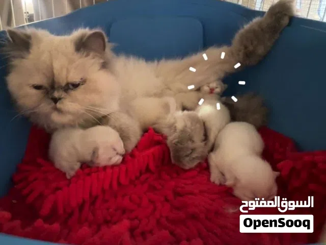 قطط هملايا بيور
