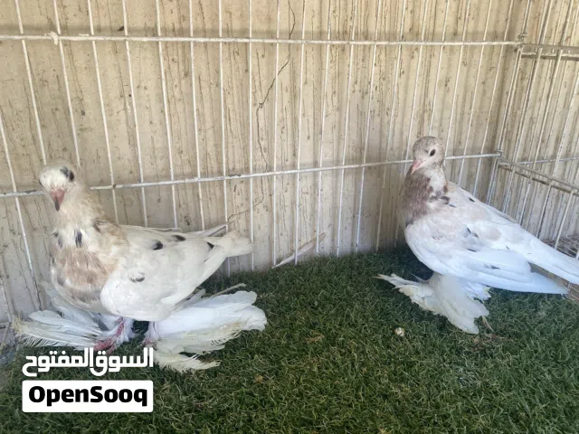 كوبية اسباني علي ريشات مبروصات