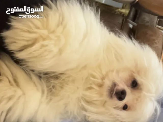 كلب مالتيز