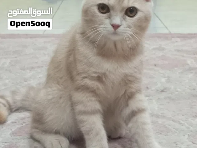 سكوتش هجين بيكي فيس