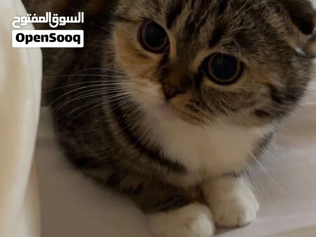 Cat- scottish fold and british short hair mix breed