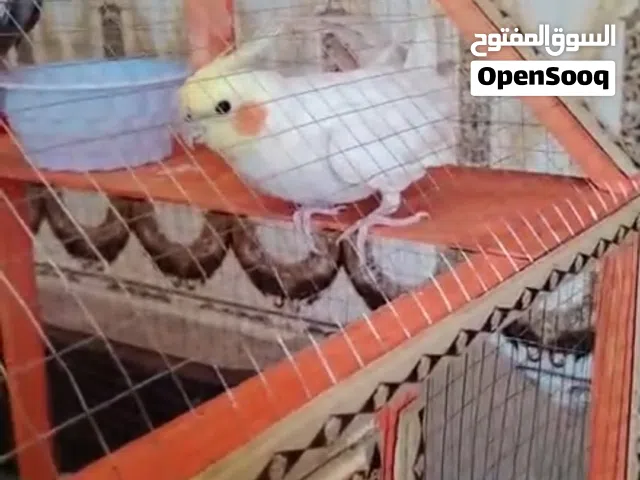 للبيع فحل كوكتيل شكري حلو ونظبف