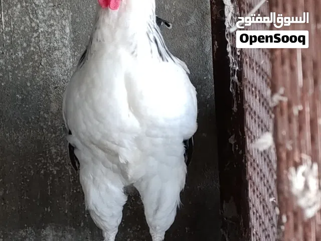 فروج سايكس للبيع