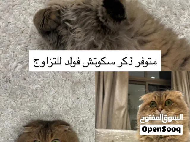 Mating / للتزاوج