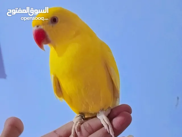 أقره الوصف