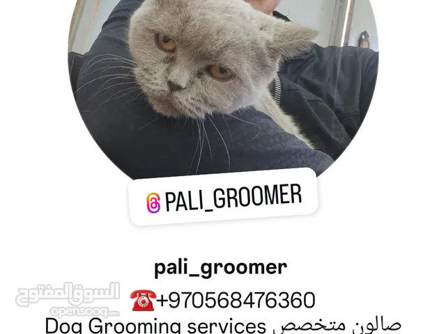صالون متخص في حلاقة الكلاب