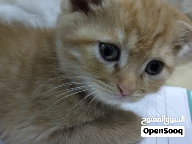 قطط للبيع بعمر شهرين