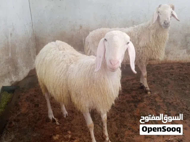 اغنام طلياني