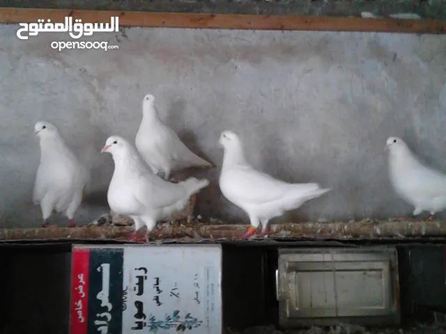 حمام فرنسي جامبو كيرنو