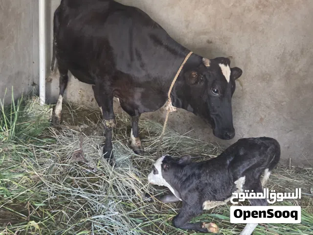 للبيع بقرة تحتها عجل