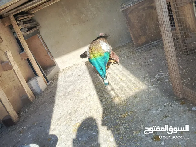 طاووس مشجر