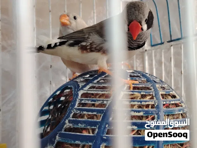 جوز فنجز للبيع او للبدل اقرأ الوصف