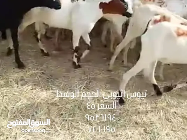 وصول دفعة جديدة من التيوس الصوماليه الى عبري يتوفر توصيل وذبح