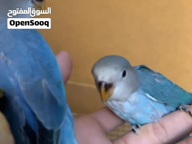 متوفر فرخ جرين شيك هدد و فراخ روز هدد