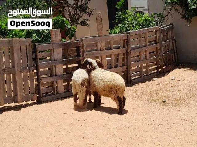 2خرفان وطنيات مشالله عمرهم ف6شهور ونص سليمات من العيوب والامراض..