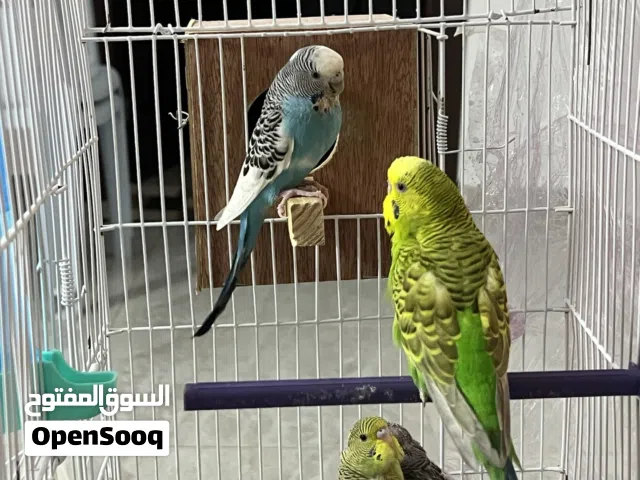 كوبيه بقلينو بفروخها