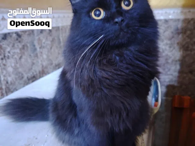 قط معروض للتزاوج