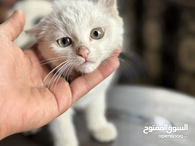 قط ابيض ملكي كيوت مختلف في لون العيني حاجه فاخره من الآخر للهدايا و محبين القطط