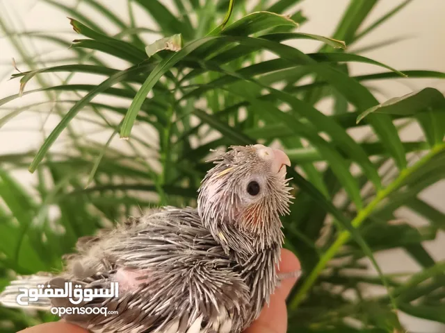 Healthy baby cockatiel