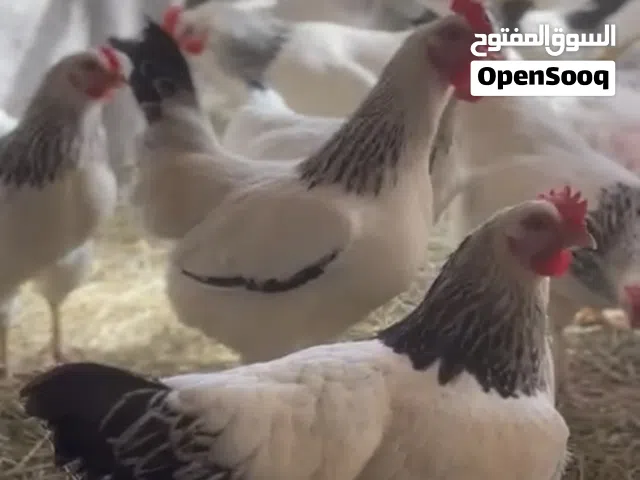 للبيع دجاج سوسكس طقمين بيور خالي من التهجين