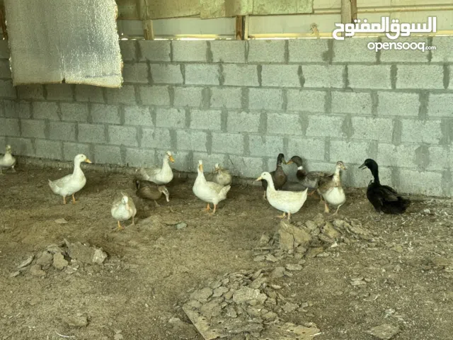 بط للبيع وويوحد أعلاف للبيع