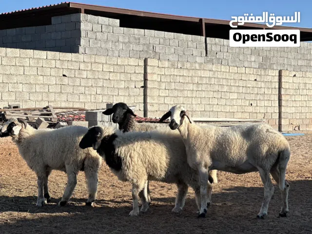 2 نعاج للبيع