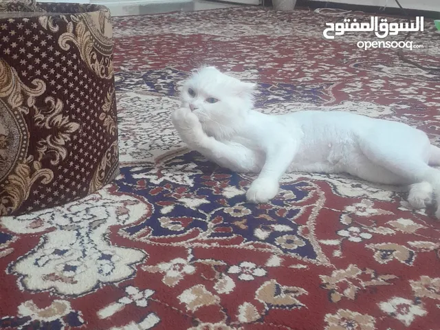 قطه للتبني