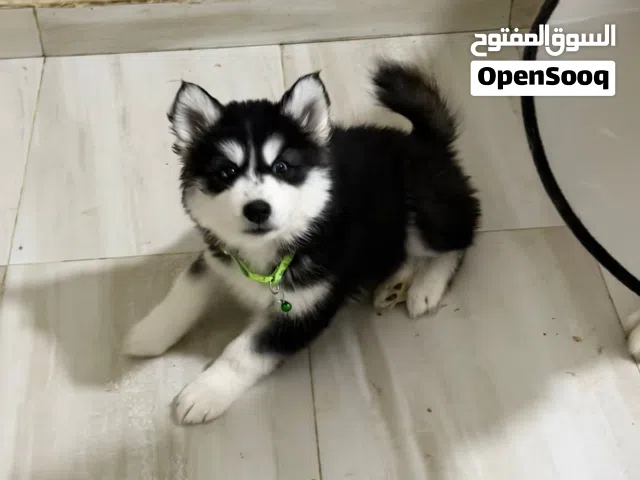 كلاب هاسكي