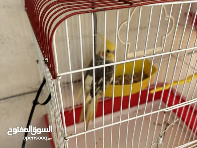 كوكتيل أليف البيع مطلوب