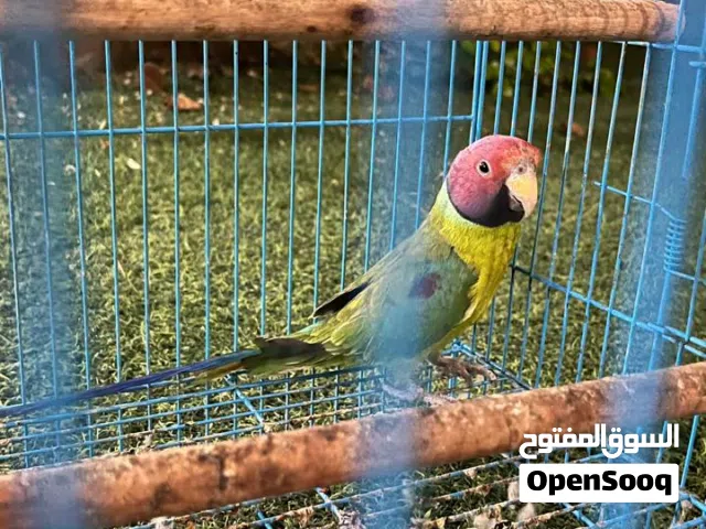 بغباء برقوق (بالم هيد)