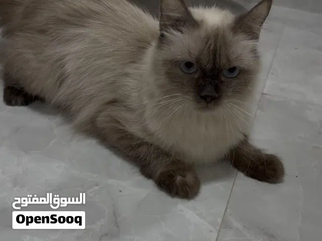 قطتين شيرازية وهملايا
