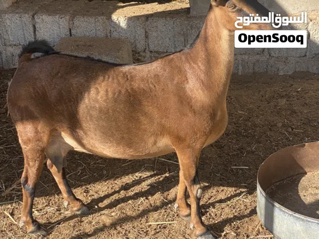 شاه من حلال الظفاري للبيع ما عليه كلام