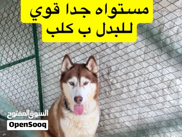 هاسكي عمره فوق السنه و قابل للتفاوض