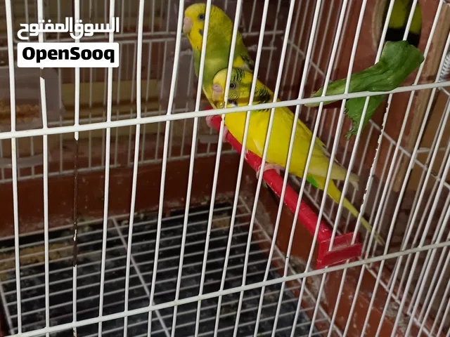 لي عدم الجدية في شراء   ثلات كوبيات  زوز مفرخات