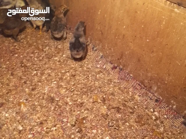 صوص بلدي للبيع