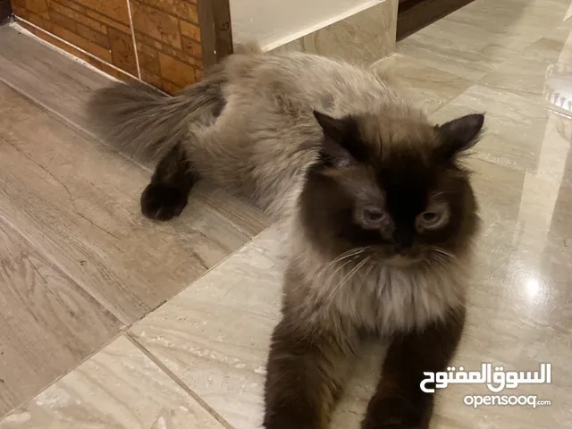 قط هملايا للبيع
