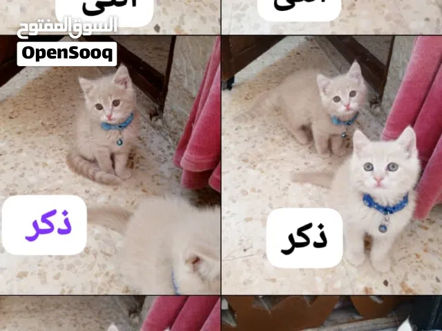 بريتش بيور مكس شانشيلا