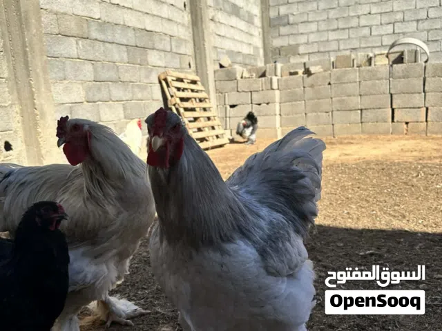 ديوك براهما للبيع