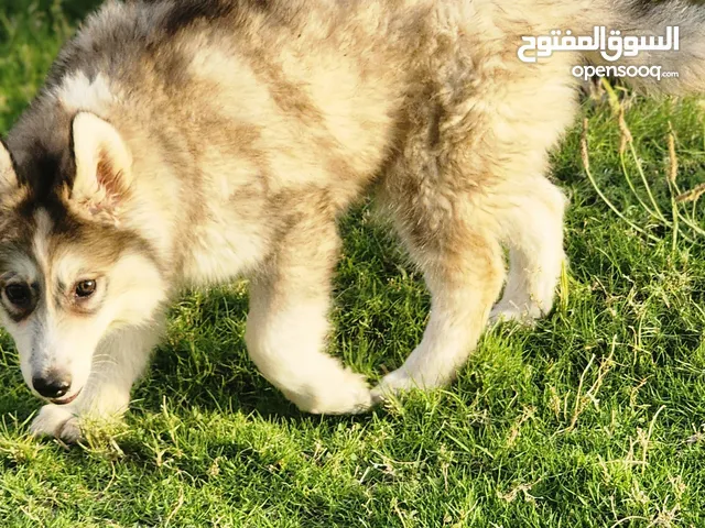 كلب جرو هاسكي سايبيري بيور مطعم مع دفتر شعر طويل