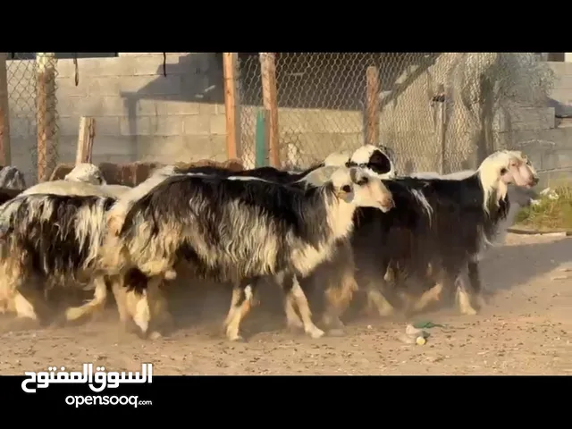 للبيع اضاحي خرفان او تيوس